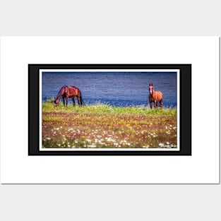 Horses of Margaree Harbour Posters and Art